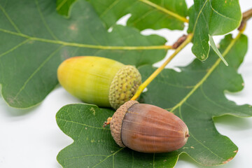 Eicheln im Herbst freigestellt auf weißen Hintergrund