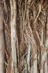 The root wall of banyan tree 