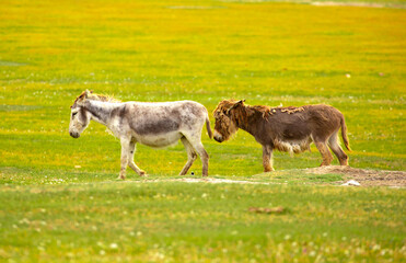 Obraz premium Donkey grazing on a green meadow. Herd of donkeys in the pasture, hardy animals in agriculture. Livestock in the mountains.