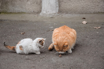 A cat and a kitten live on the street. Red cat eats on the street.