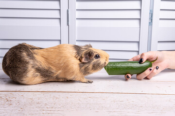 A beige guinea pig of the American breed bites a cucumber from the hands of a girl