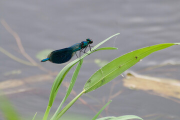 Blue dragonfly on the grass near the pond.
