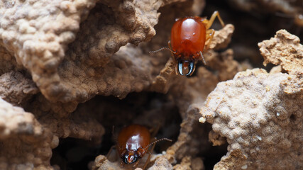 Close up of the group of Termite.