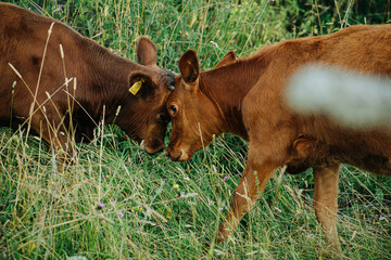 Two brown calves butting their heads. Unclear expression and look