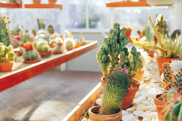 Collection of various succulents and plants in colored pots. Potted cactus and house plants against The stylish interior garden