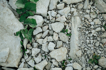 Limestone rocks of all different sizes with coltsfoot leves growing at the side