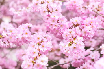 Spring card, branches of blossoming cherry, pink sakura flowers, dreamy romantic image