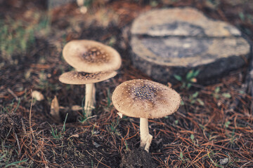 切株の側に生えているキノコ