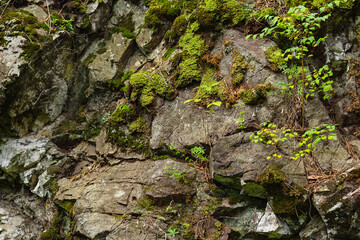 Amazing plant grows on rock with copy space. Rich vegetation of highlands.