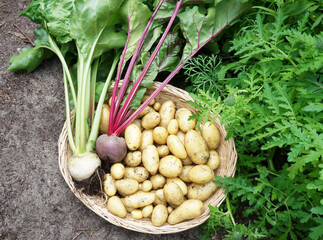 Fresh organic own grown vegetable. basket full of fresh raw vegetables. Basket with vegetable (potatoes, and red and white beets) food background. basic food essentials, local produce