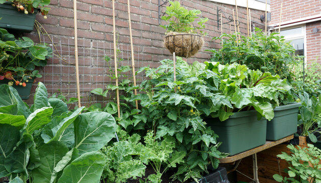 Fresh Organic vegetable garden with raised beds. with beans for vertical gardening. homemade vegetables in a urban city. like tomatoes, bud, brussels sprouts, strawberry, kale                   