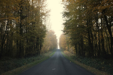 route brumeuse de foret pendant l'automne. 
