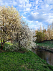 Kwitnące drzewo nad rzeką