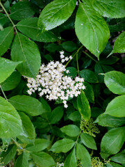 elderberry flowers