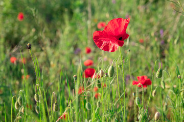 Obraz premium Open bud of red poppy flower in the field. Wild flower meadow with flowers poppies and cornflowers against in summer. wonderful sunny afternoon weather of mountainous countryside. blurred background