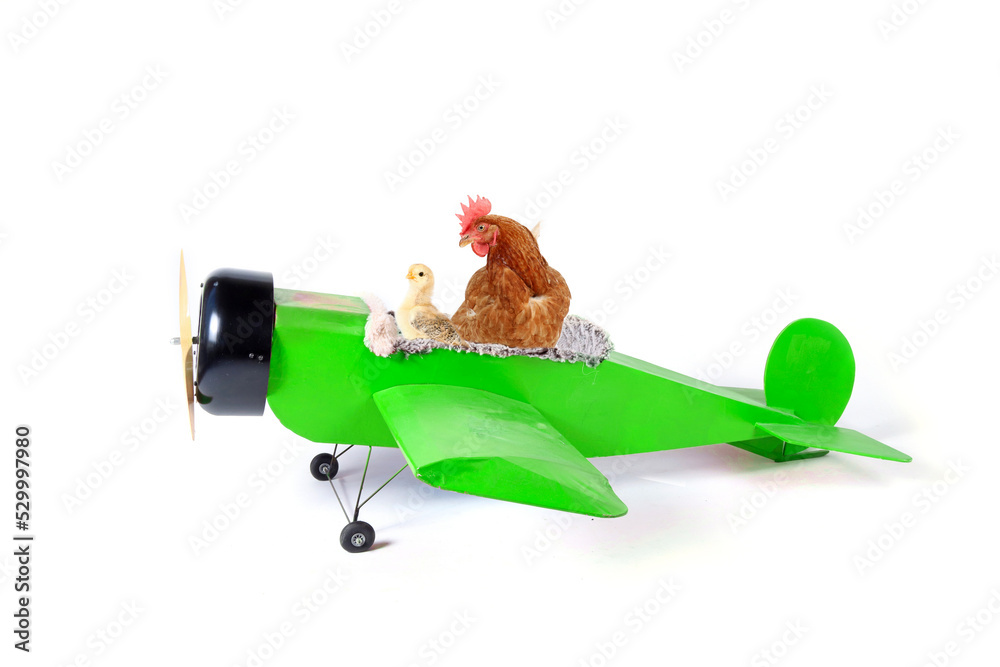 Sticker chicken with chick in palne isolated on white