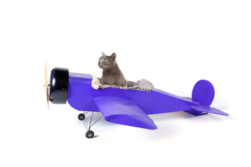 cat in old plane isolated on white 
