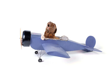 funny labrador dog in old plane isolated on white 