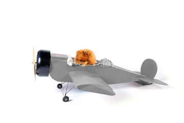 pomeranian pilot in old plane isolated on white 
