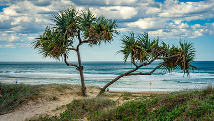 Beautiful coastal tree on the Gold Coast, Queensland, Australia