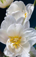 Obraz na płótnie Canvas big beautiful blooming white peony tulips on blue background shallow focuse