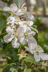 Obraz premium Apple blossom nature background spring flowers