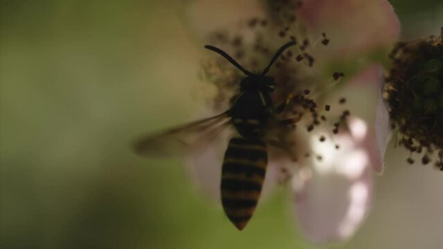 Honeybee Gathering Pollen on Blooming Flowers in Garden. Gorgeous Summer Scene