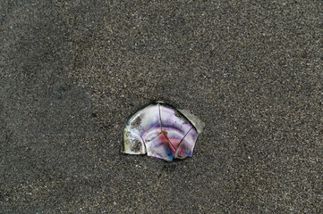 Broken shell fragment in the sand