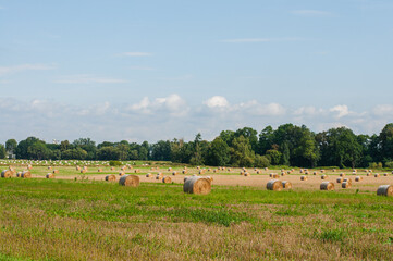 View of the field with haystacks of golden wheat in autumn sunny day with cloudy sky. Rural landscape.