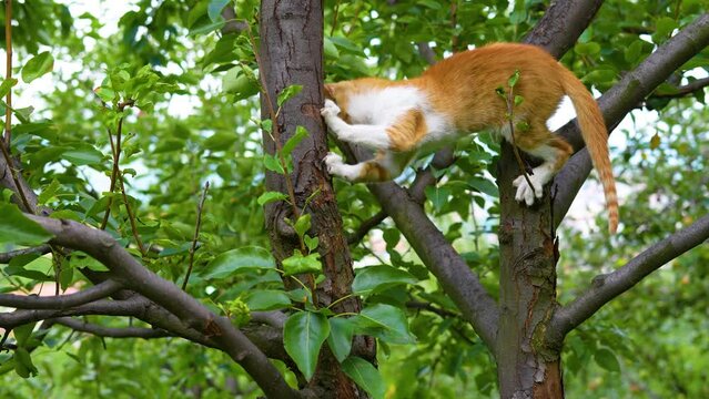 A little ginger cat walks on the branches and comes down from the tree