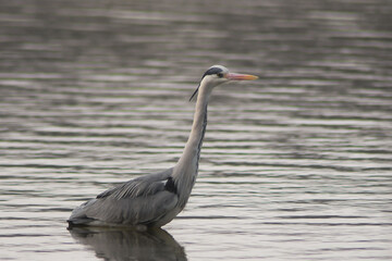 Airone cenerino (Ardea cinerea) 1