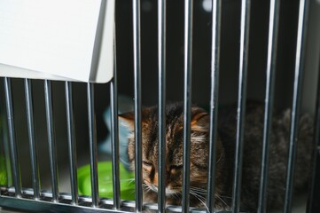 Abandoned cat behind the fence in animal shelter. Pet adoption. Playful tabby cat