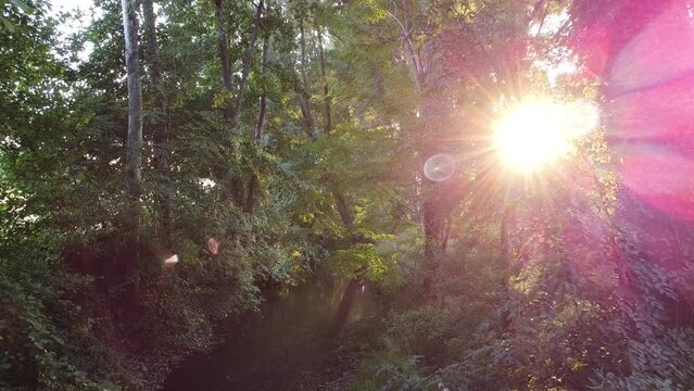 d&eacute;filement d'arbres le long d'une rivi&egrave;re en plan ariens et stable