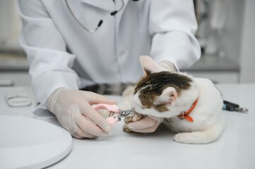 male doctor, veterinarian, with a stethoscope in veterinary clinic conducts examination and medical examination of domestic cat, concept of medical veterinary care, pet health.