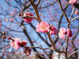 pink flowers blooming on the branches of tree
