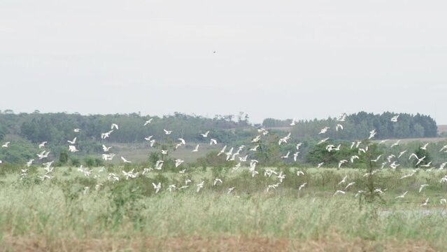 Slow Motion Shot Of A Large Skein Of Geese Flying In Close Formation