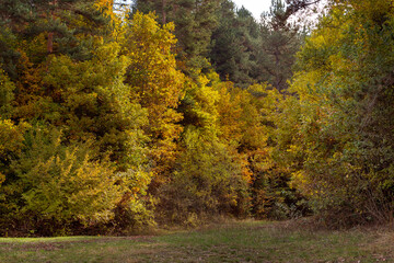 Golden magic autumn forest with colorful trees