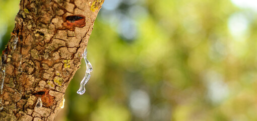 Mastic oozes in tears out of the branch of a mastic tree. Selective focus on the mastic drop brighten and twinkle in the sunlight on the bright bokeh backround. Chios island, Greece. Banner