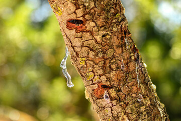 Selective focus on the big mastic drop brighten and twinkle in the sunlight on the bright bokeh backround. Close up of mastic oozes in tears out of the branch of a mastic tree. Chios island, Greece.