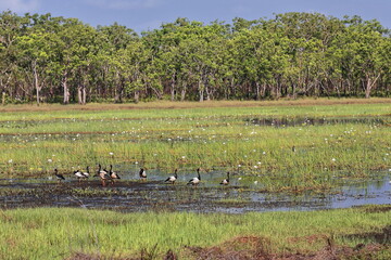 Marshlands and birdlife in the Port Darrwin wetlands. Nothern Territory-Australia-151