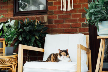 Portrait of pleased, well-fed multicolor cat laying on the arm chair and relaxing in room with many green plants. Funny fluffy cat in cozy home atmosphere. Selective focus, copy space.