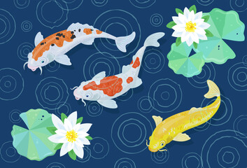 Three colorful Japanese koi carp swim in a pond during the rain. Circles on the water and blooming white lilies. On a dark blue background. Vector illustration.