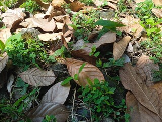 leaves in the garden