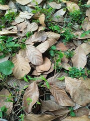 leaves in the forest