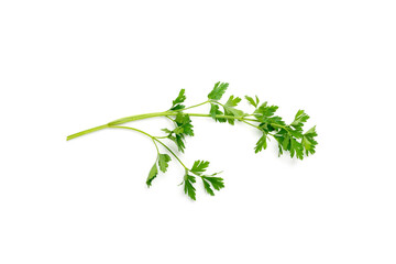 Parsley Leaves Isolated