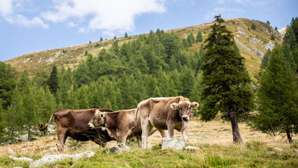 Kühe auf einer Alm in den Alpen