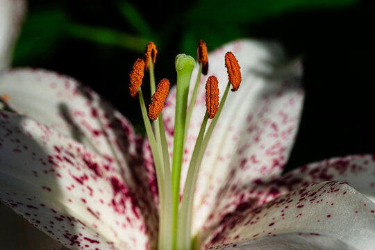 Close-up Of A Mona Lisa Lily