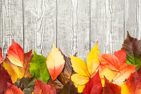 Autumn coloured leaves on wooden background. Fall composition with copy space.