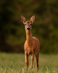 Chevreuil / Roe deer