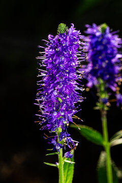 purple veronica spicata